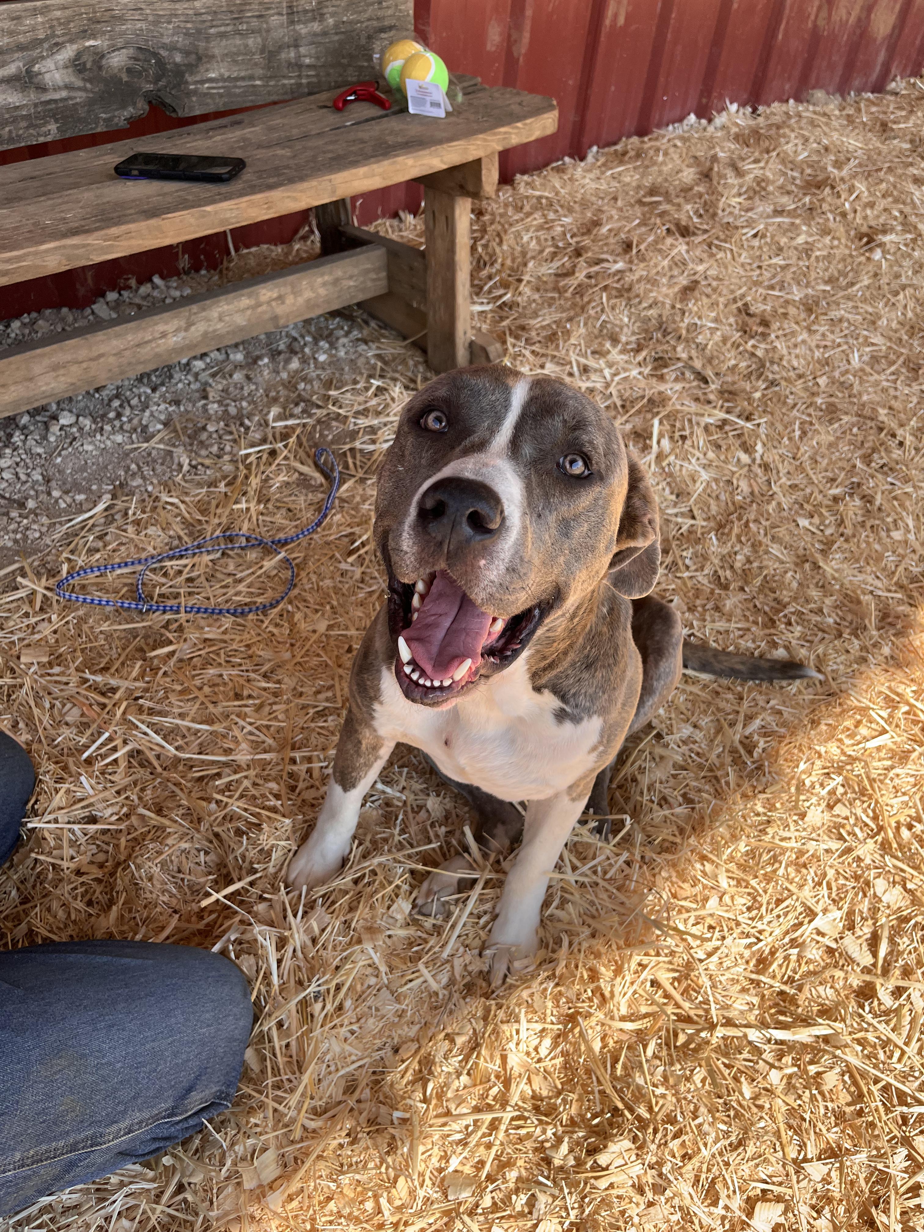 Enlarge Austin, a Adoptable mixed breed in Seguin, TX image 2/5