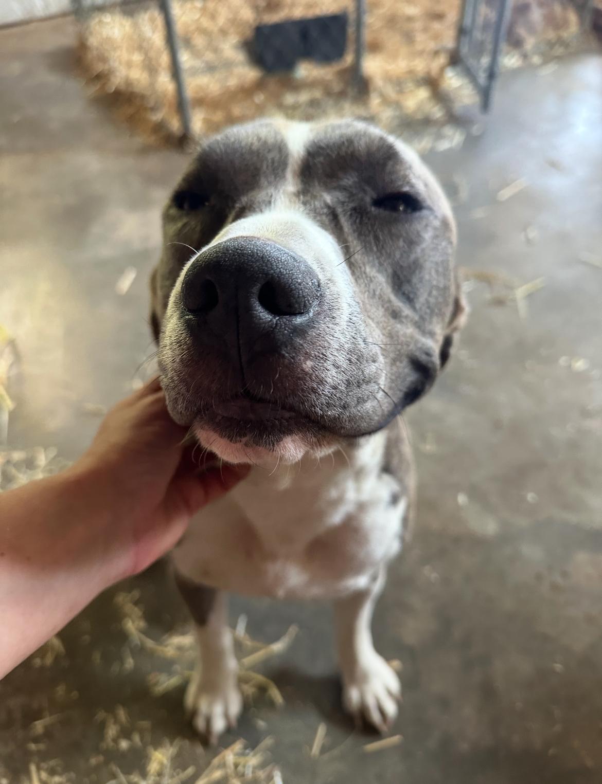 Enlarge Austin, a Adoptable mixed breed in Seguin, TX image 1/5