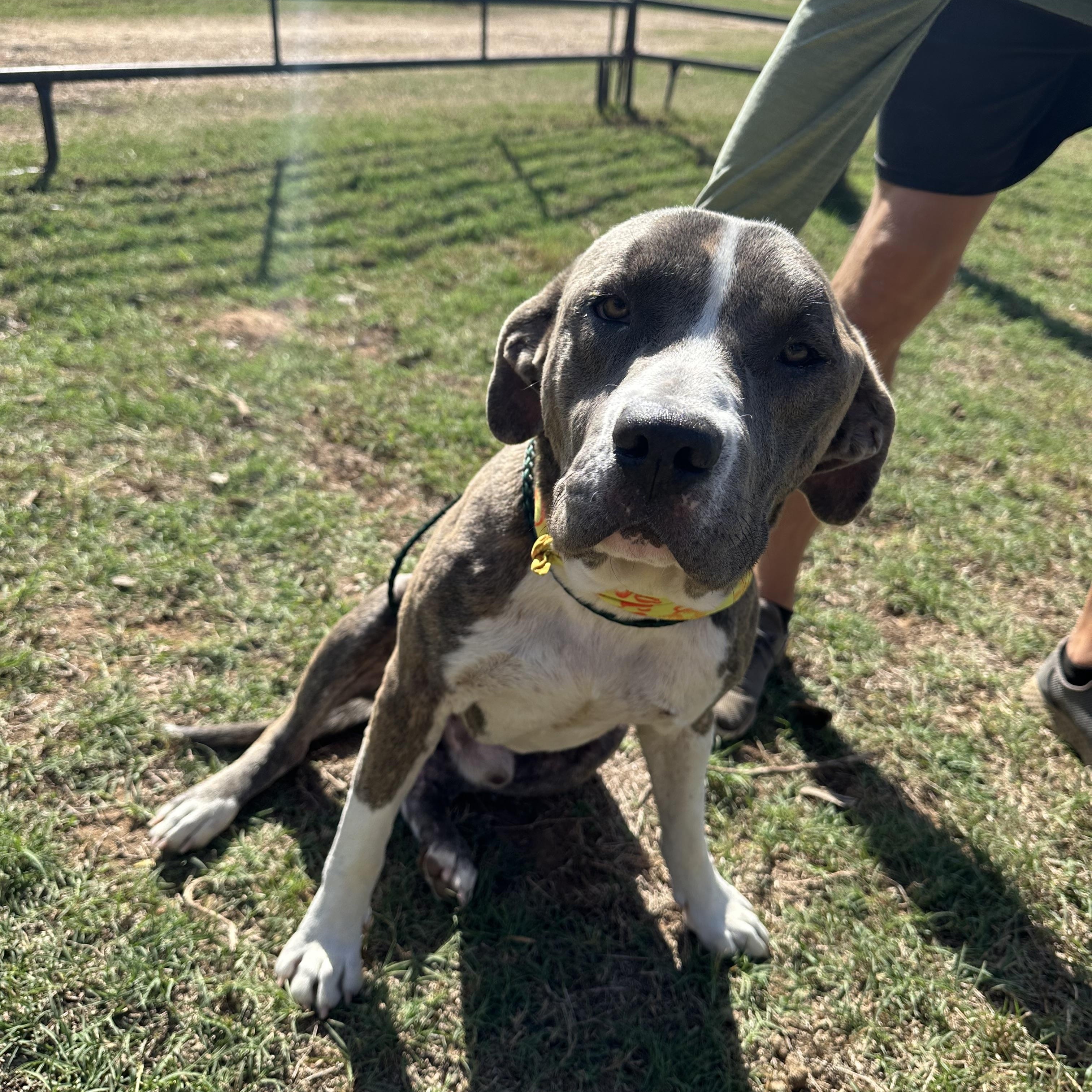 Enlarge Austin, a Adoptable mixed breed in Seguin, TX image 5/5