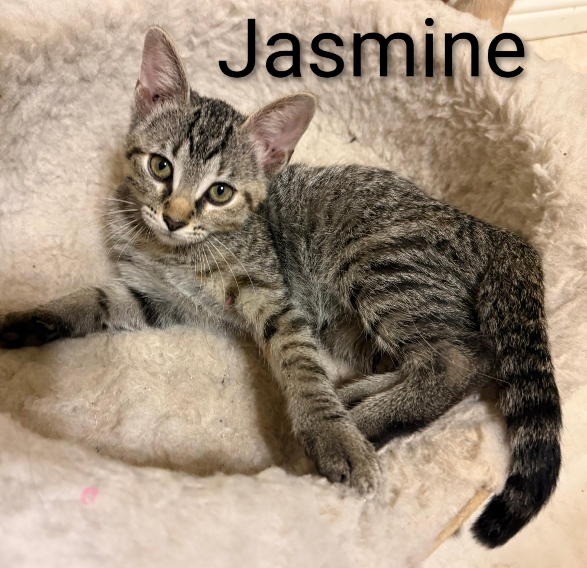 Jasmine - North Conroe Petsmart