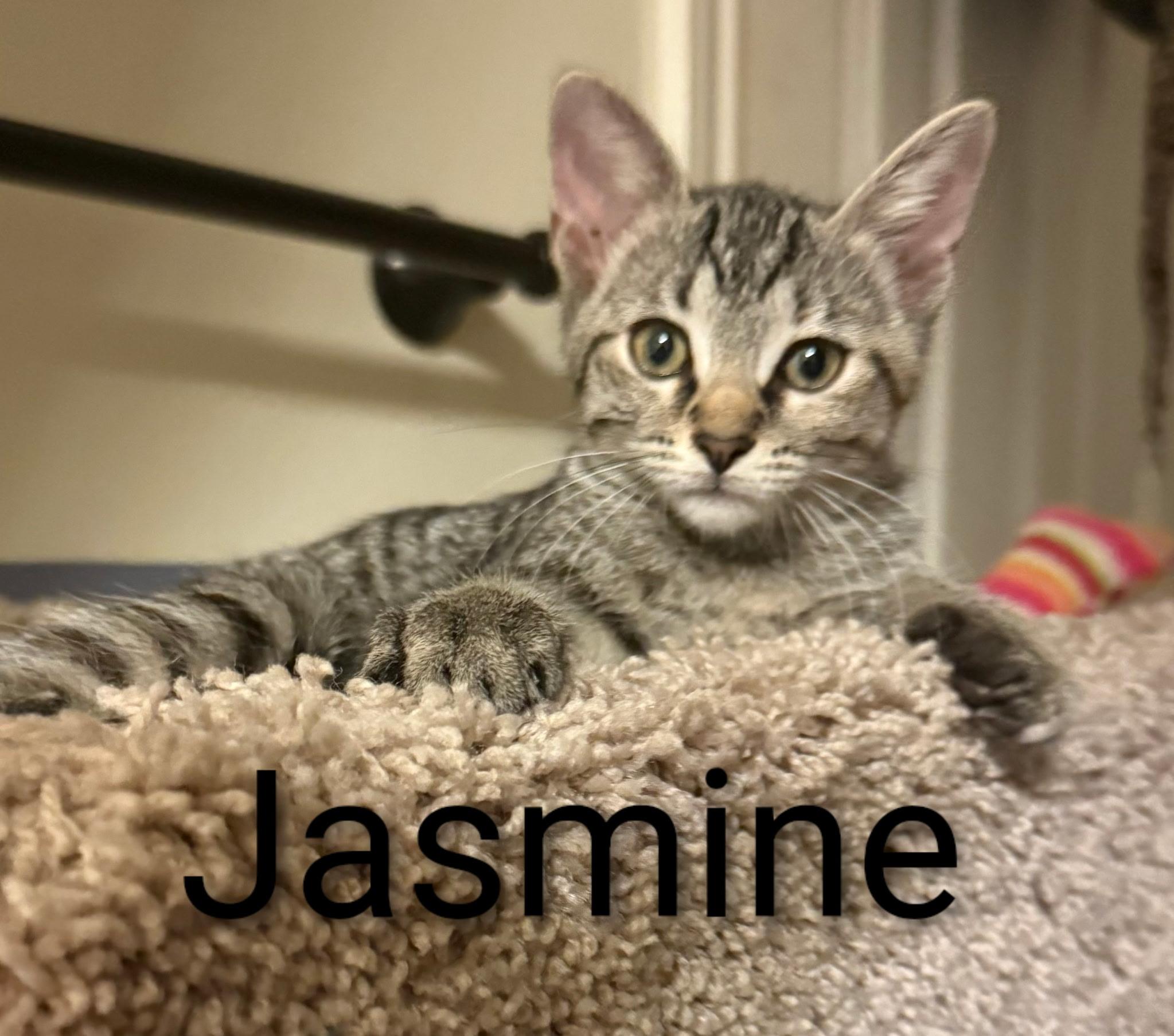 Jasmine - North Conroe Petsmart