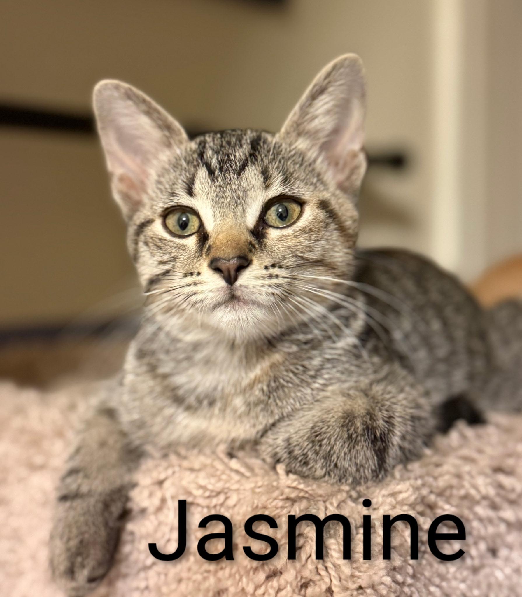 Jasmine - North Conroe Petsmart