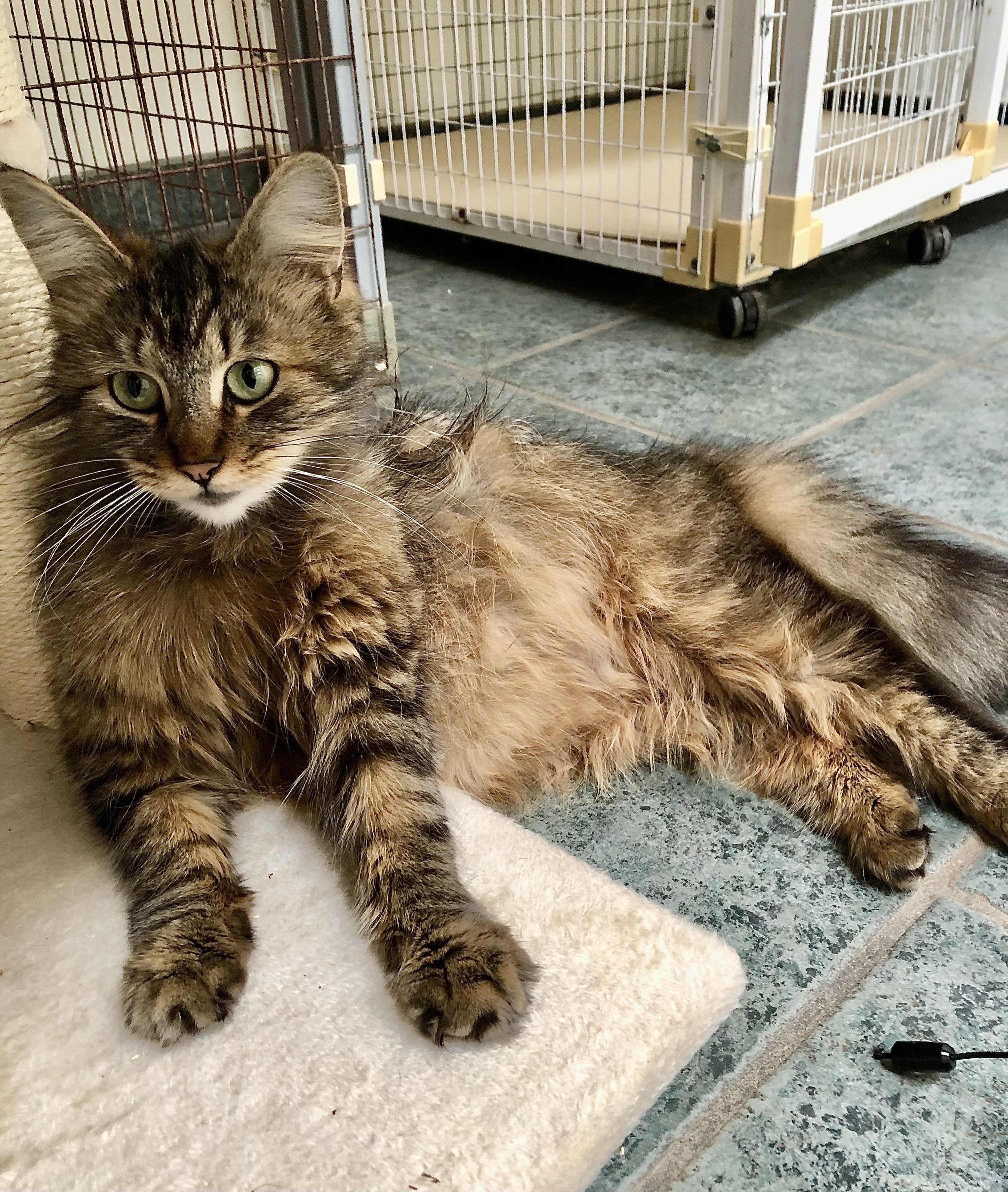 Enlarge Tori, a ADOPTABLE mixed breed in Ventura, CA image 3/4