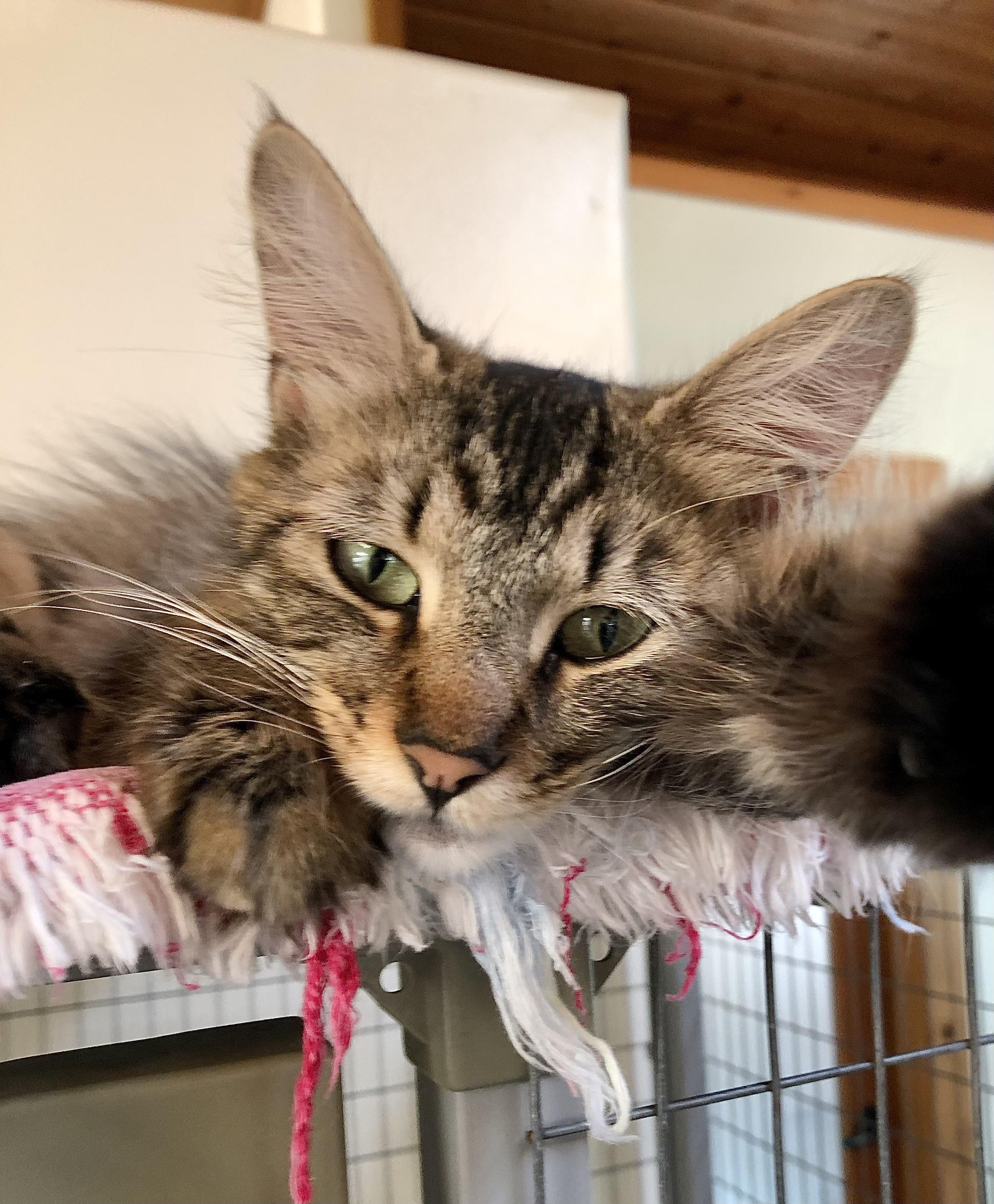 Tori, ADOPTABLE, Adult Female Maine Coon.