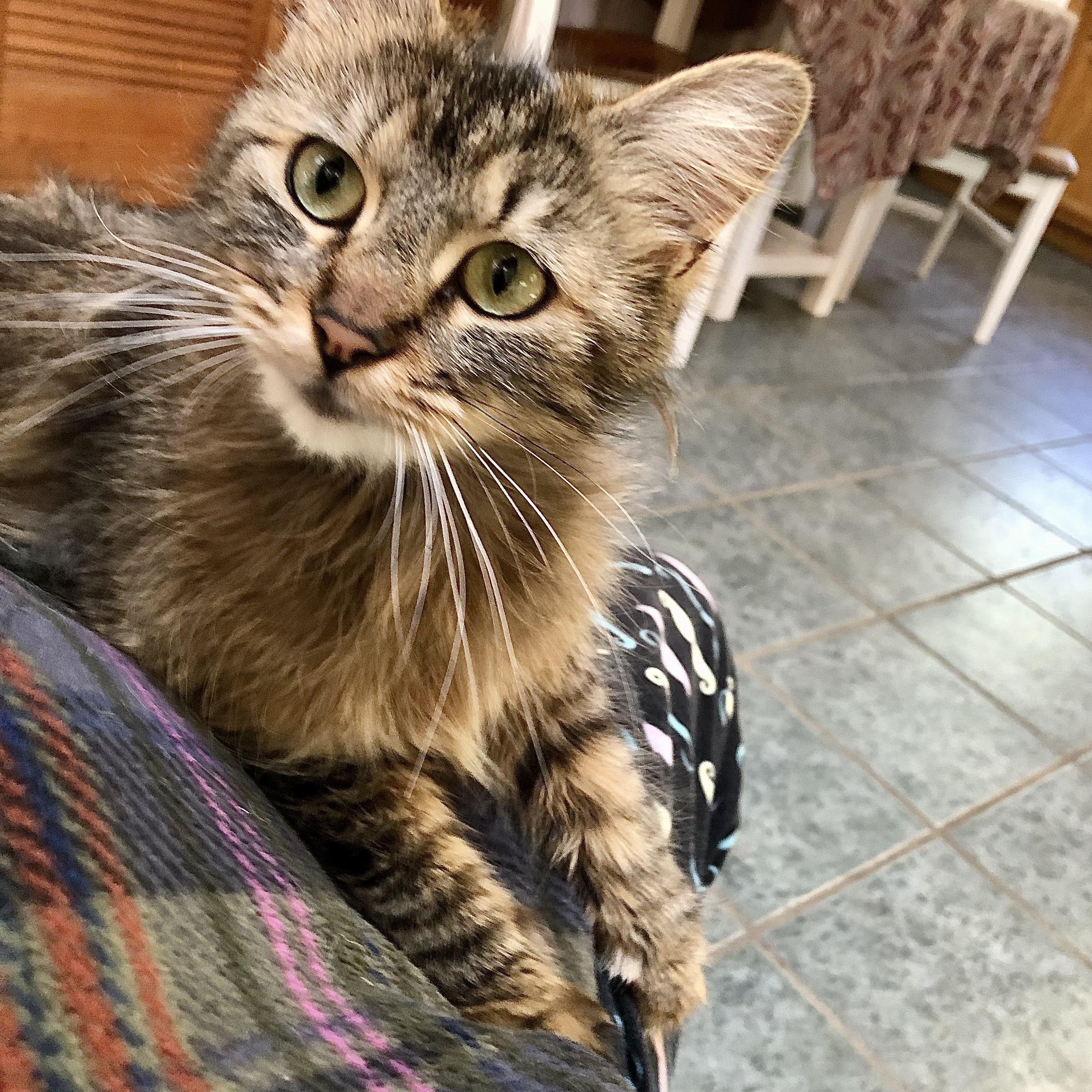 Enlarge Tori, a ADOPTABLE mixed breed in Ventura, CA image 2/4