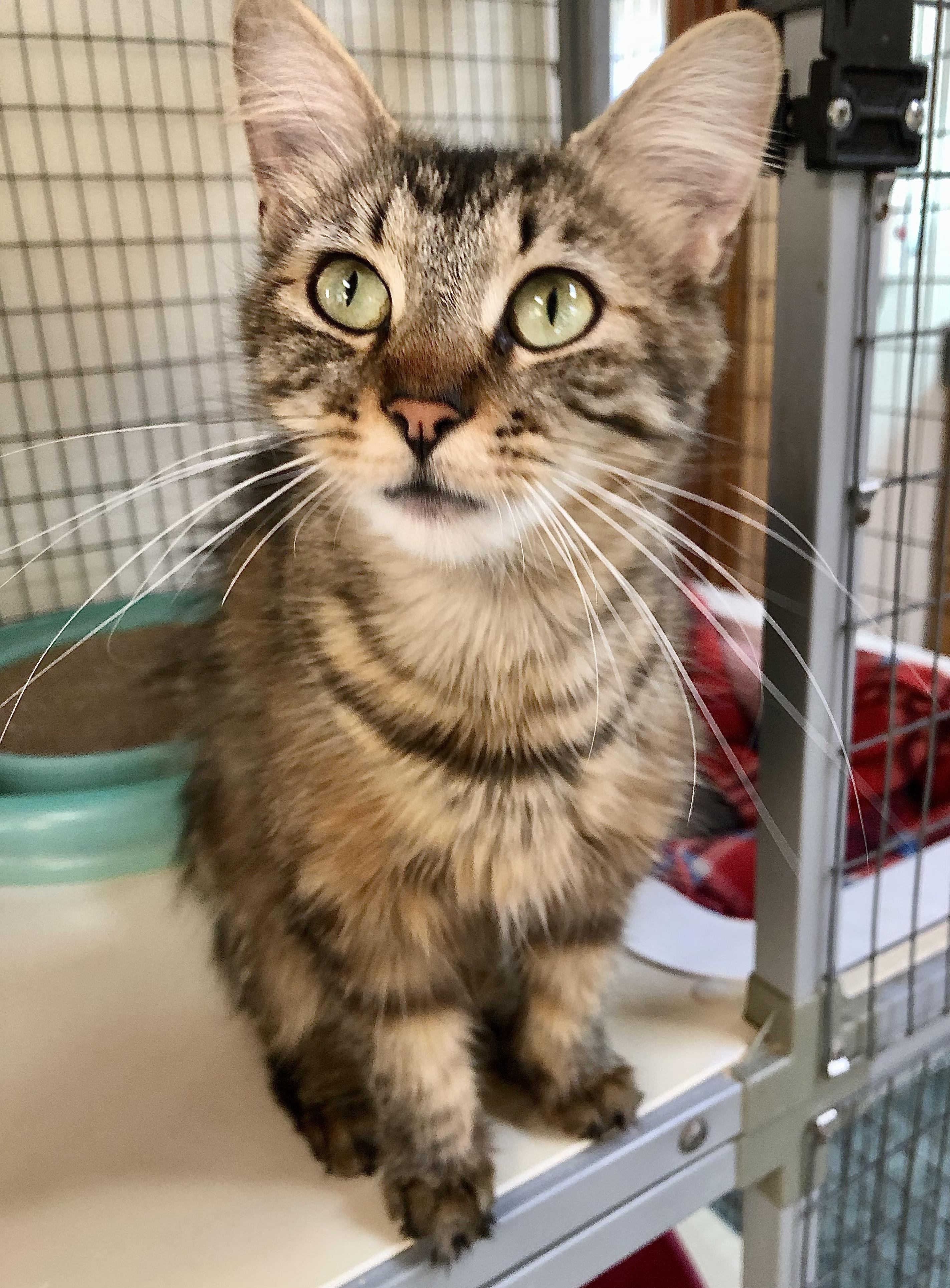 Enlarge Tori, a ADOPTABLE mixed breed in Ventura, CA image 4/4