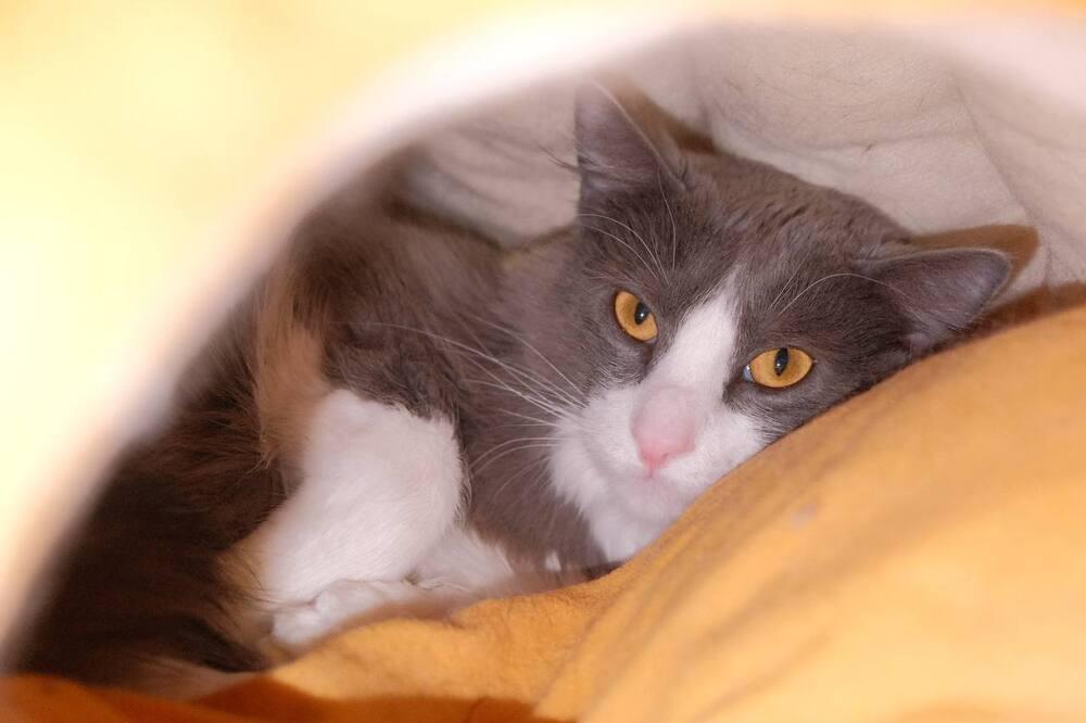 Enlarge Spooky, a Adoptable mixed breed in Lafayette, CO image 2/3