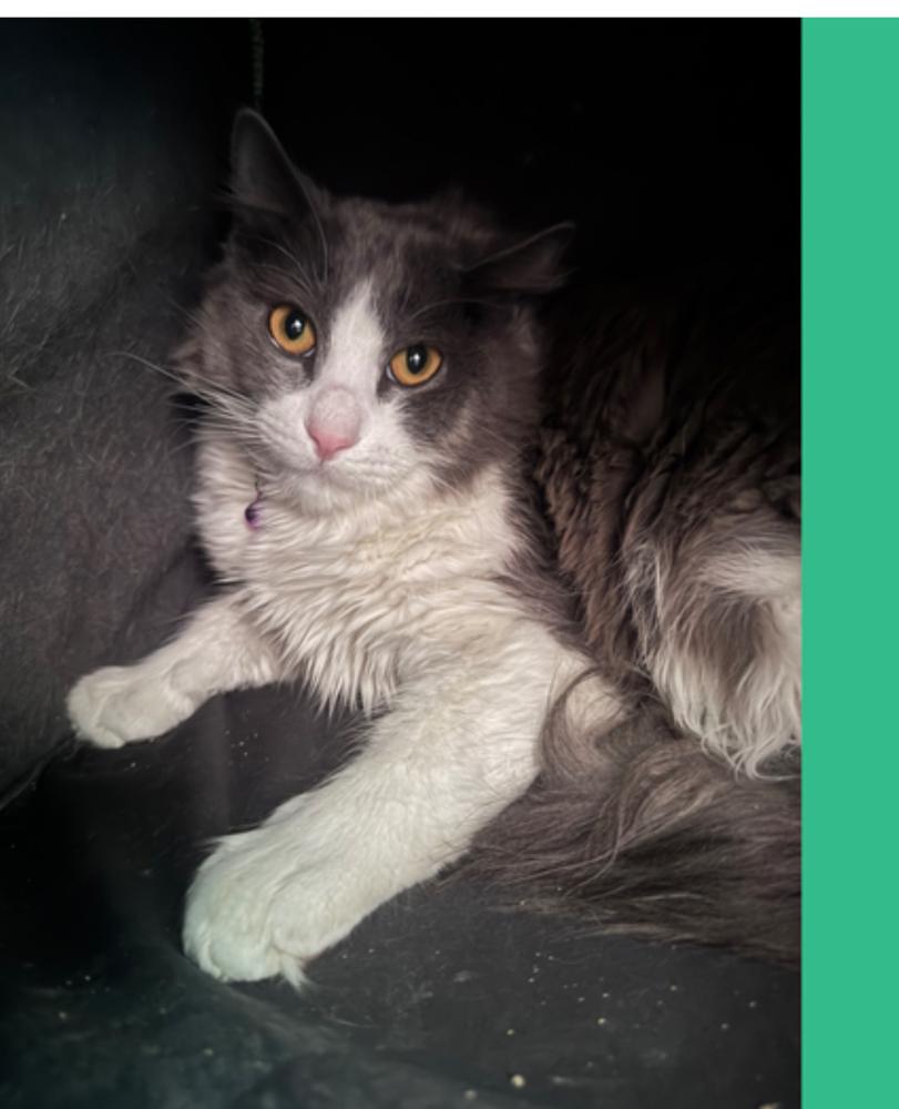 Enlarge Spooky, a Adoptable mixed breed in Lafayette, CO image 1/2