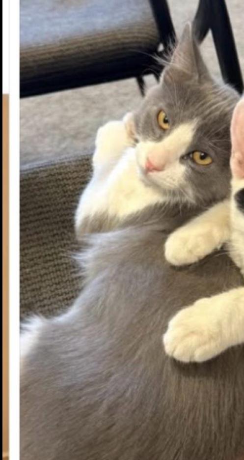 Enlarge Spooky, a Adoptable mixed breed in Lafayette, CO image 2/2