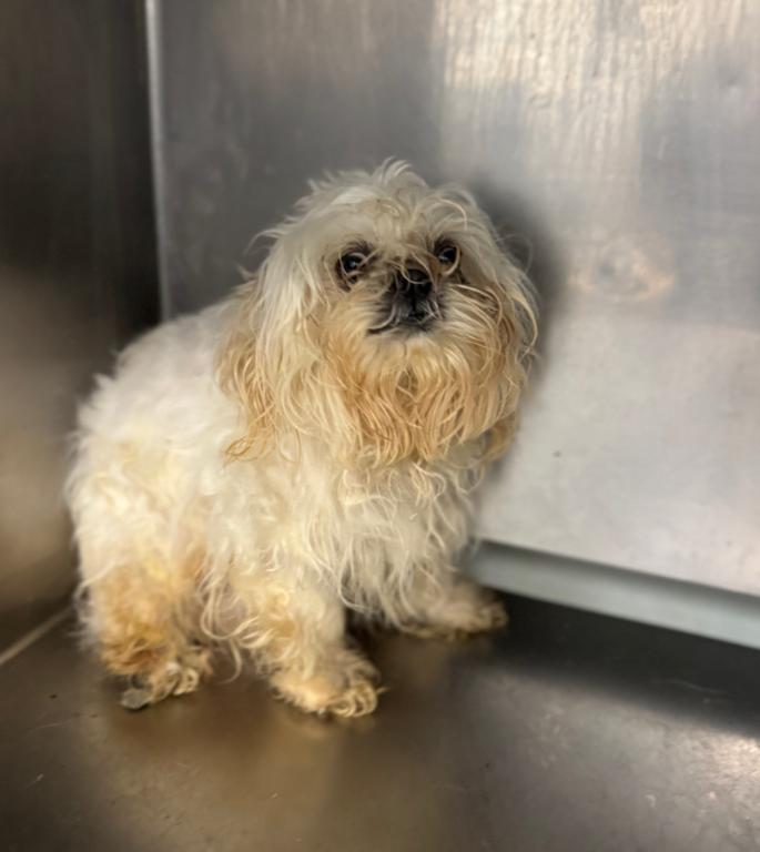 Enlarge Snow, an adopted Maltese in Chicago, IL image 1/1