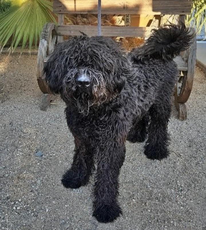 Enlarge Giacomo, a Adoptable Labradoodle in Los Angeles, CA image 2/2