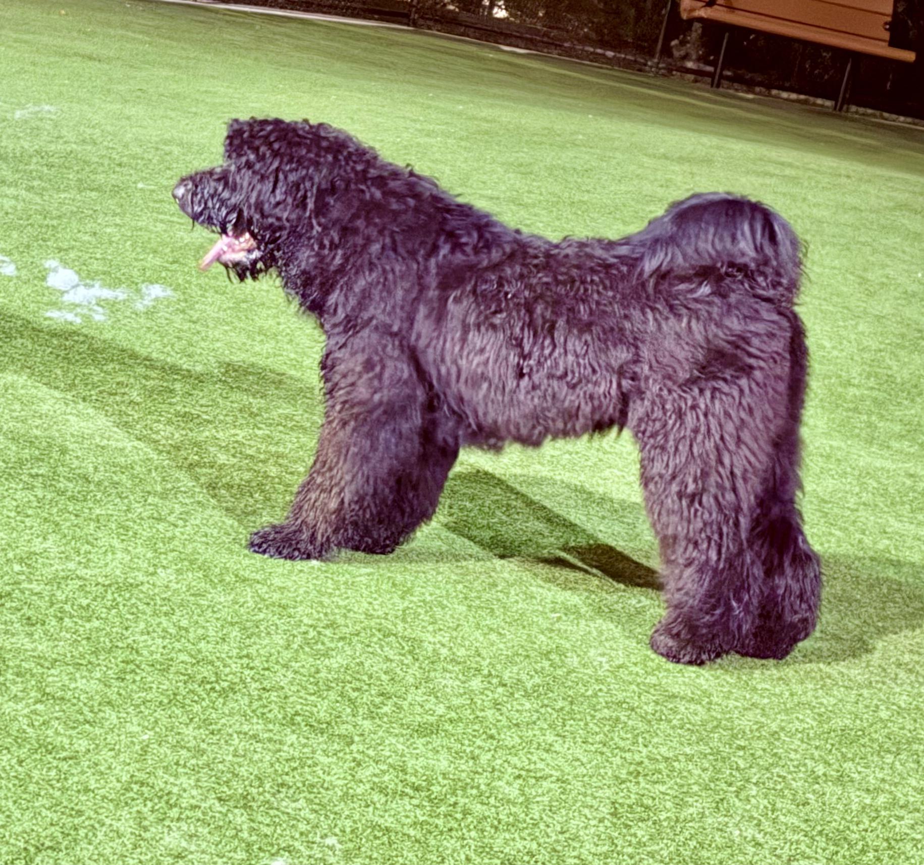 Enlarge Giacomo, a Adoptable Labradoodle in Los Angeles, CA image 1/4