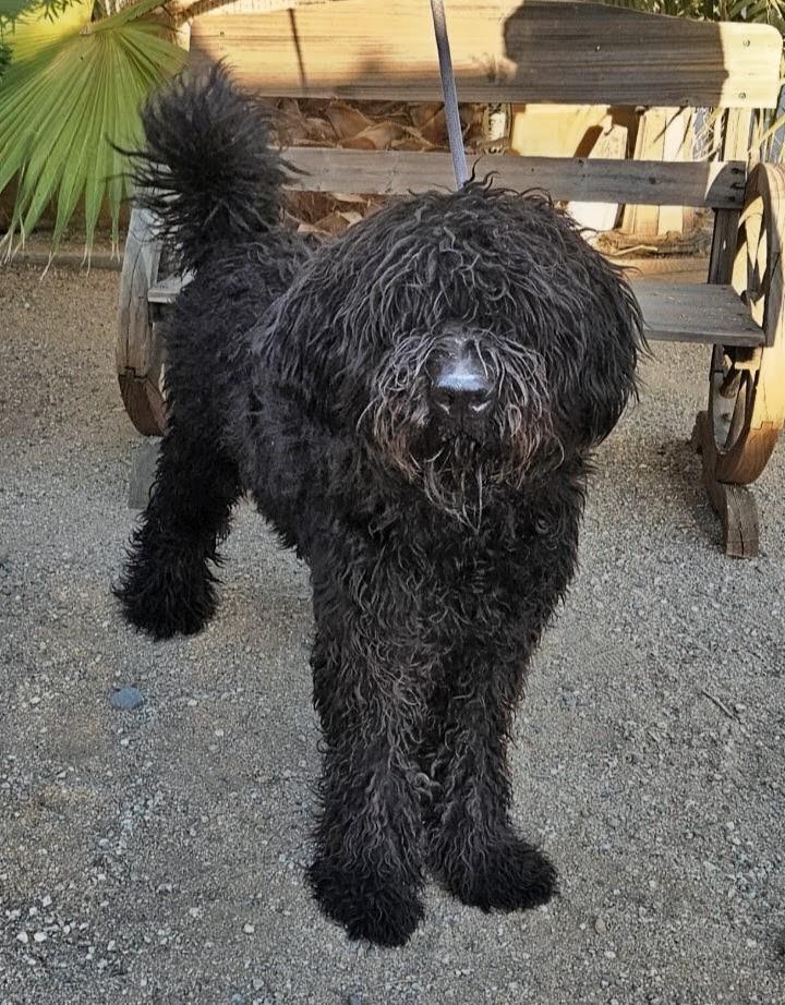 Giacomo, Adoptable, Young Male Labradoodle.