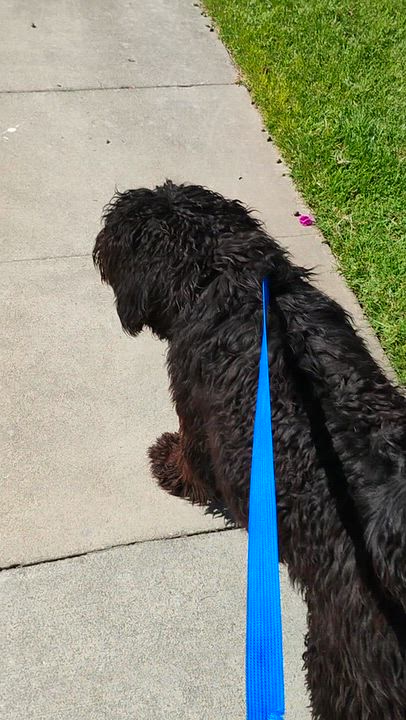 Enlarge Giacomo, a Adoptable Labradoodle in Los Angeles, CA video 2/4