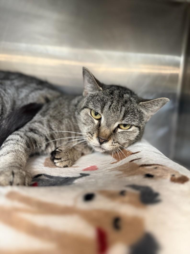 TIGGER, Adoptable, Adult Female Domestic Short Hair.