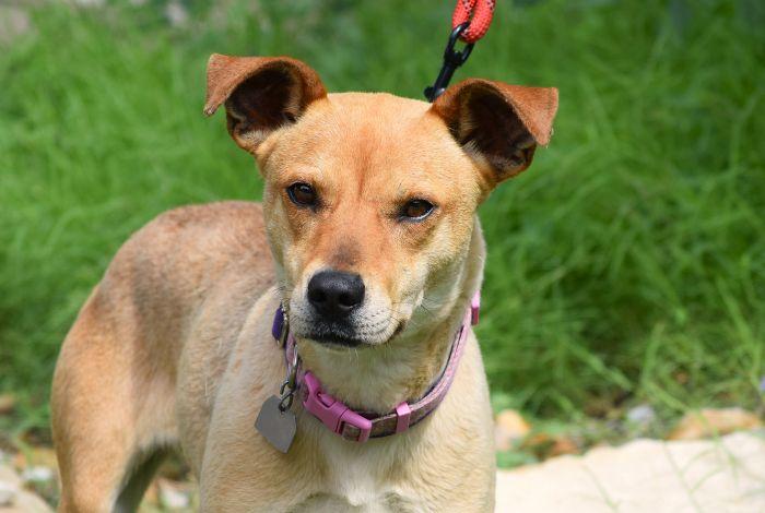 Goldie, a ADOPTABLE mixed breed in Parkville, MO image 1/5