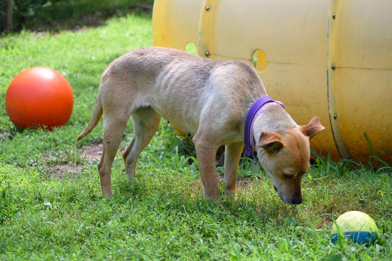 Goldie, a ADOPTABLE mixed breed in Parkville, MO image 5/5