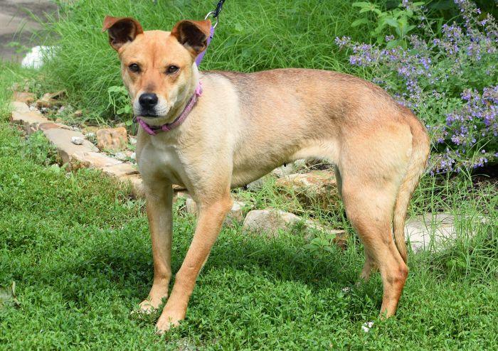 Goldie, a ADOPTABLE mixed breed in Parkville, MO image 2/5