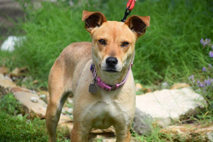 Goldie, a ADOPTABLE mixed breed in Parkville, MO image 4/5