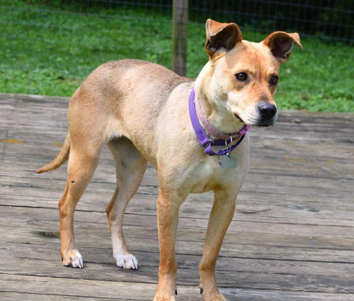 Goldie, a ADOPTABLE mixed breed in Parkville, MO image 3/5
