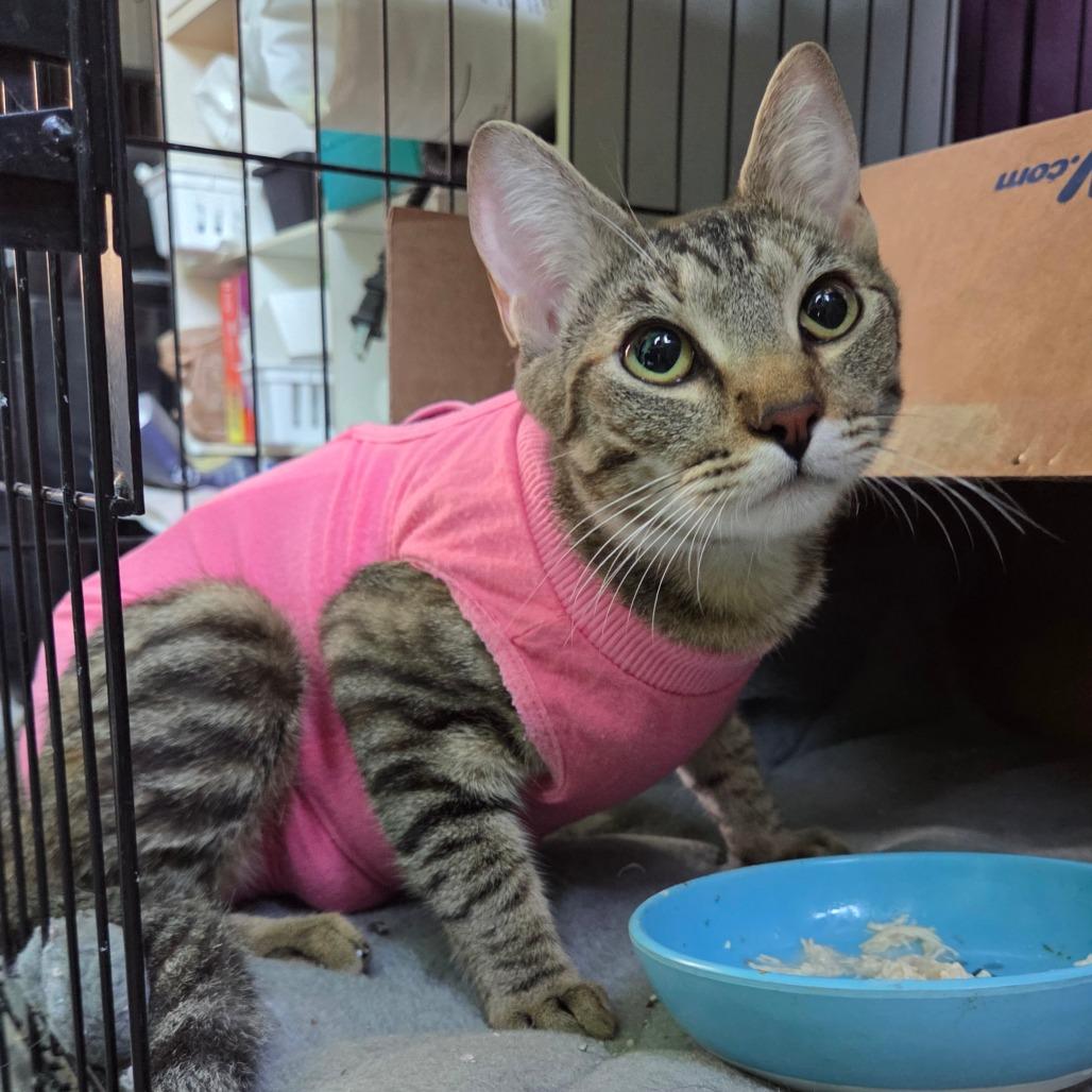Teddy, a Adoptable Domestic Short Hair in San Diego, CA image 1/3