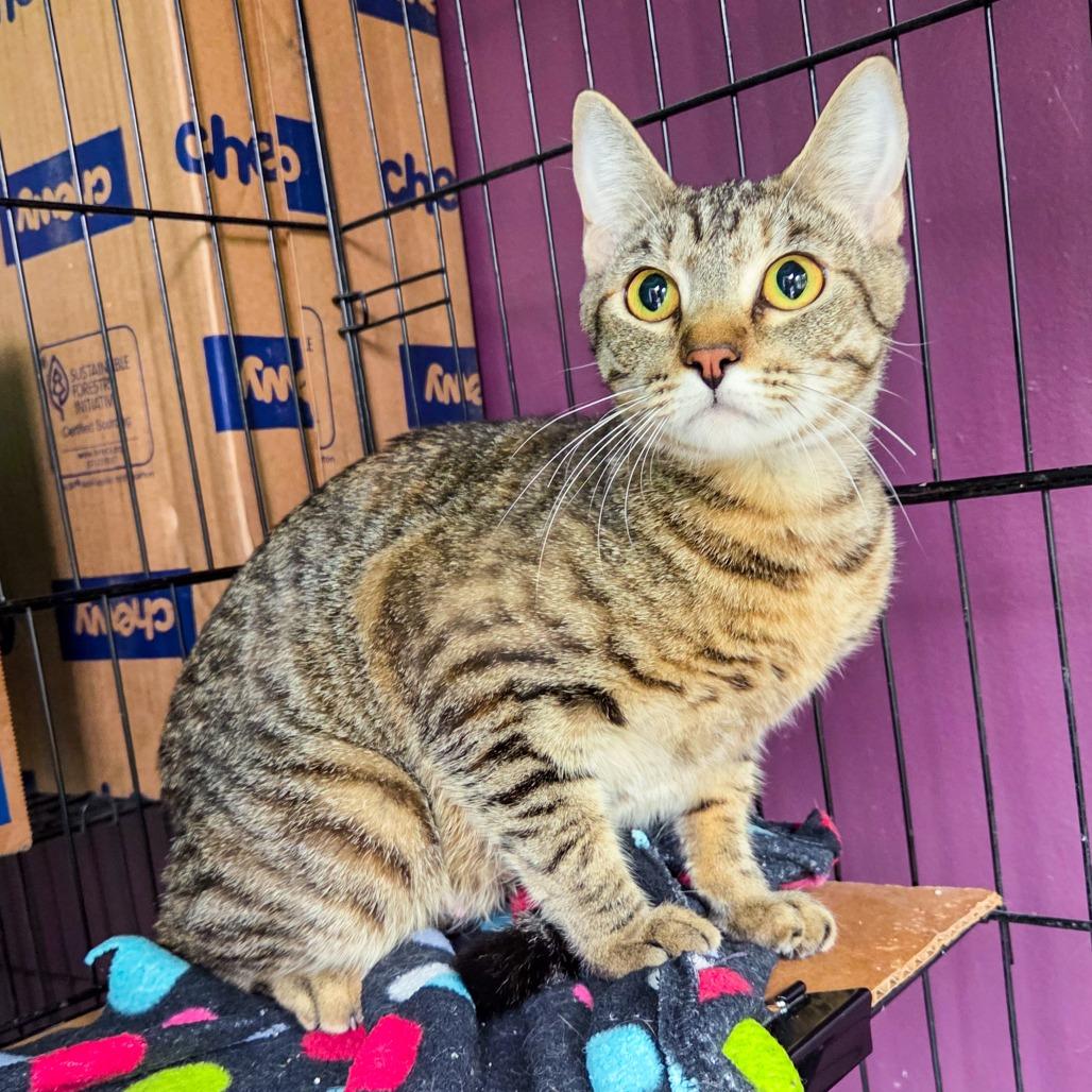 Teddy, a Adoptable Domestic Short Hair in San Diego, CA image 2/3