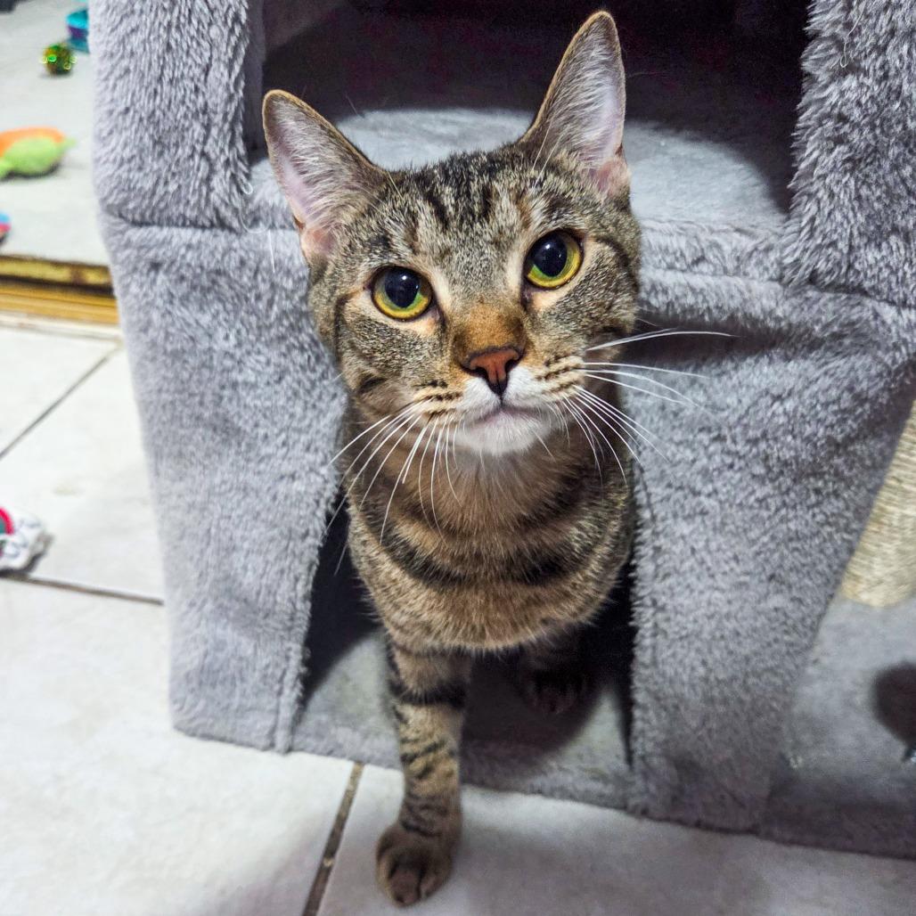 Teddy, Adoptable, Young Female Domestic Short Hair.