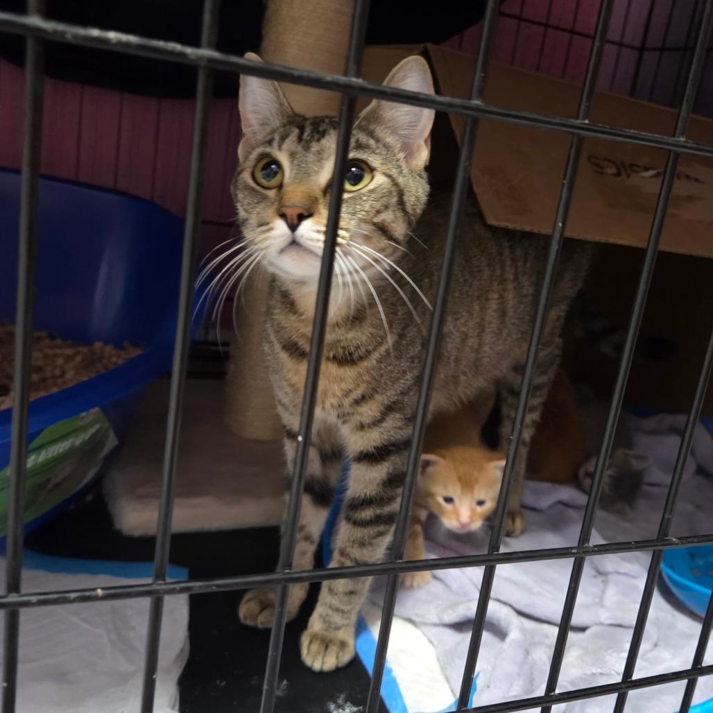 Teddy, a Adoptable Domestic Short Hair in San Diego, CA image 3/3