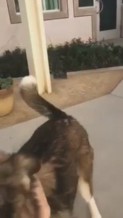 Enlarge Valentine, a Adopted mixed breed in Riverside, CA video 6/11