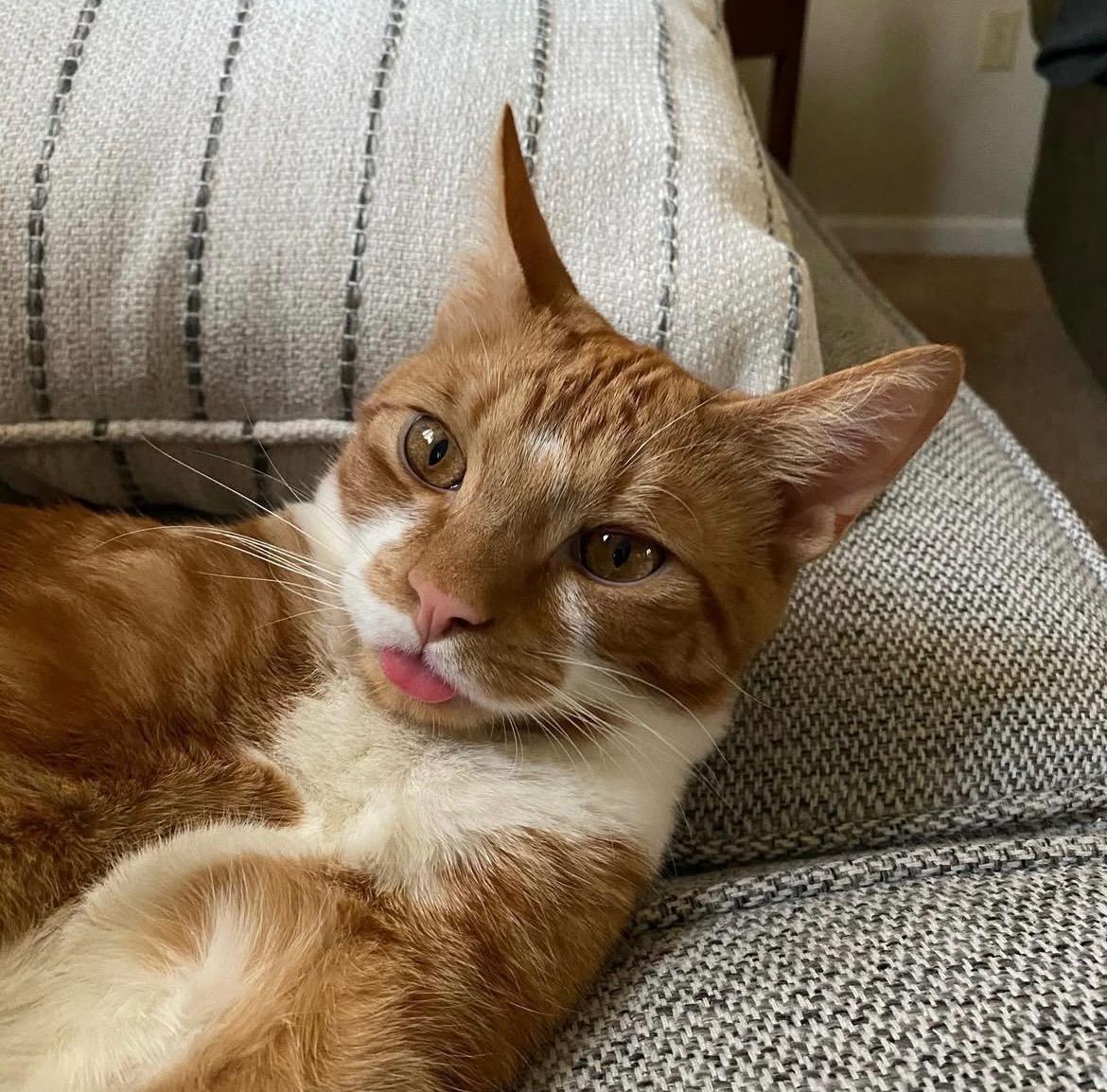 Potato, Adoptable, Adult Male Domestic Short Hair.