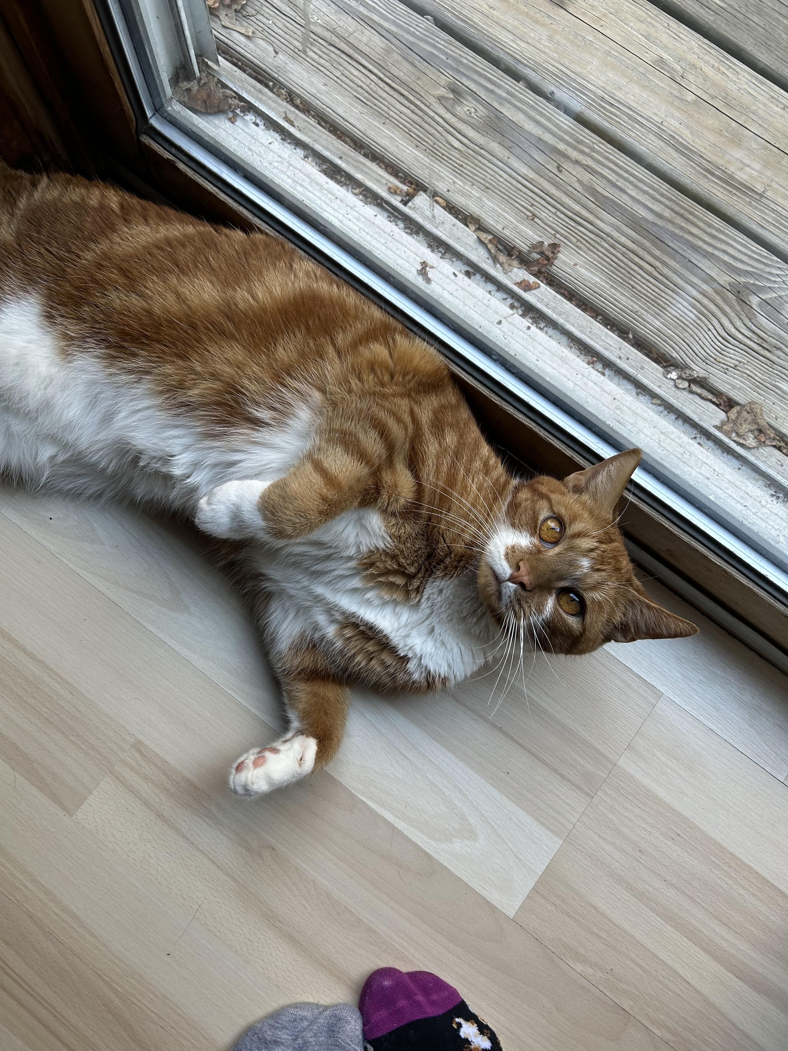 Enlarge Potato, a Adoptable Domestic Short Hair in LAKE HOPATCONG, NJ image 2/2