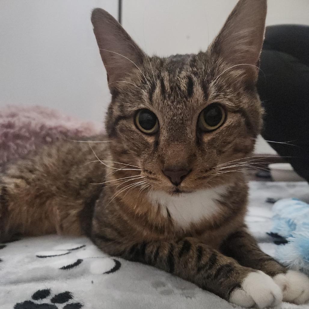 Enlarge Percy, a Adoptable Domestic Short Hair in Nashville, TN image 1/1