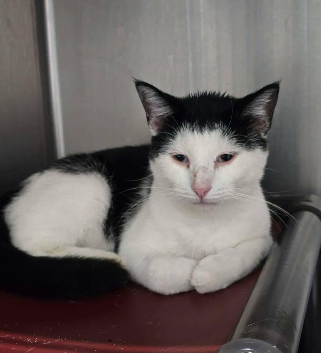 Buttons, Adoptable, Adult Male Domestic Short Hair.