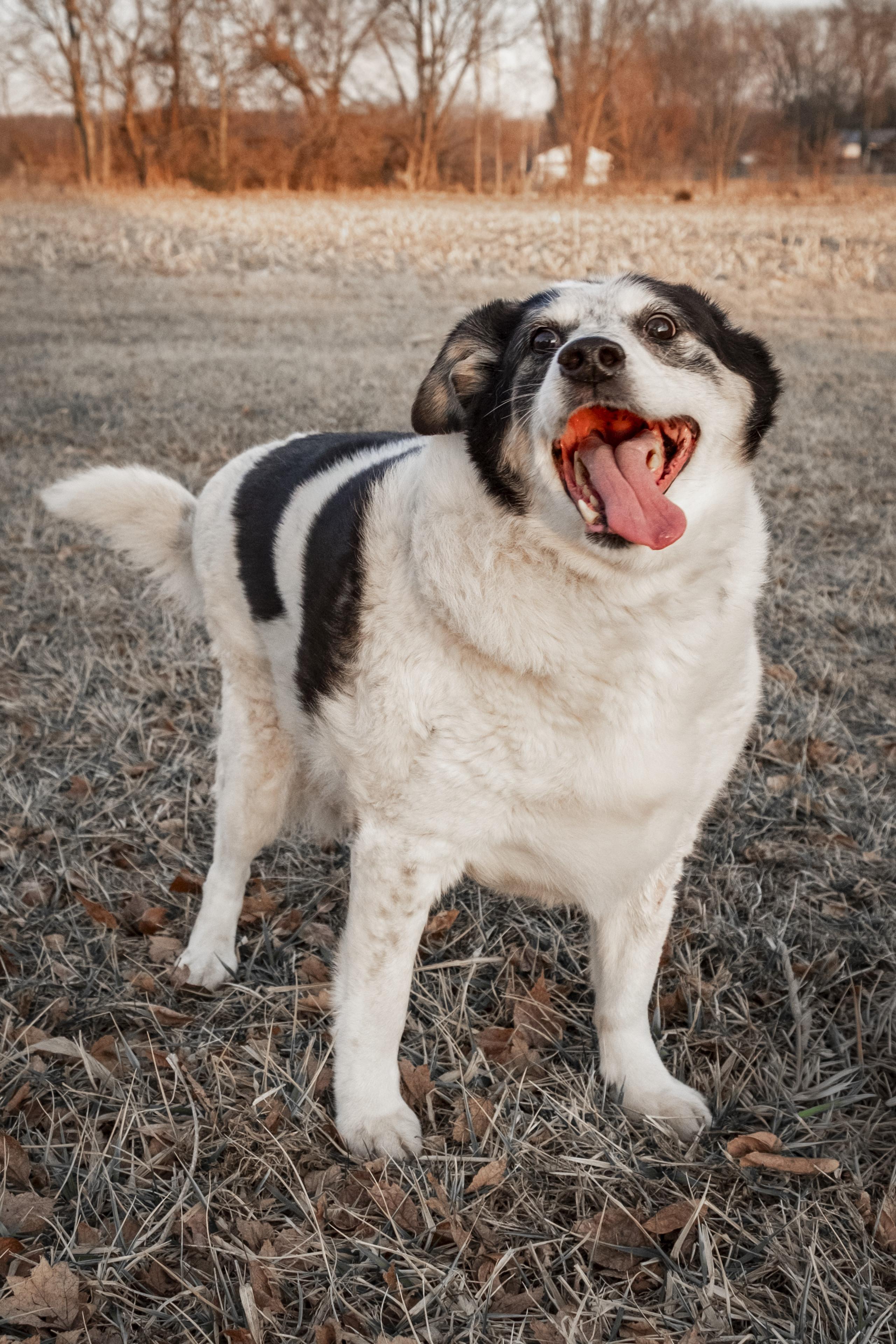 Enlarge Domino, a ADOPTABLE mixed breed in Muncie, IN image 1/3