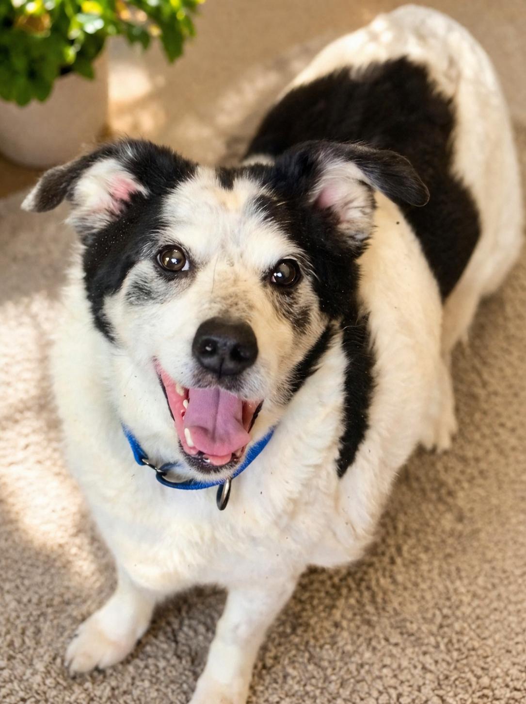 Domino, ADOPTABLE, Senior Male Australian Cattle Dog / Blue Heeler & Australian Shepherd.