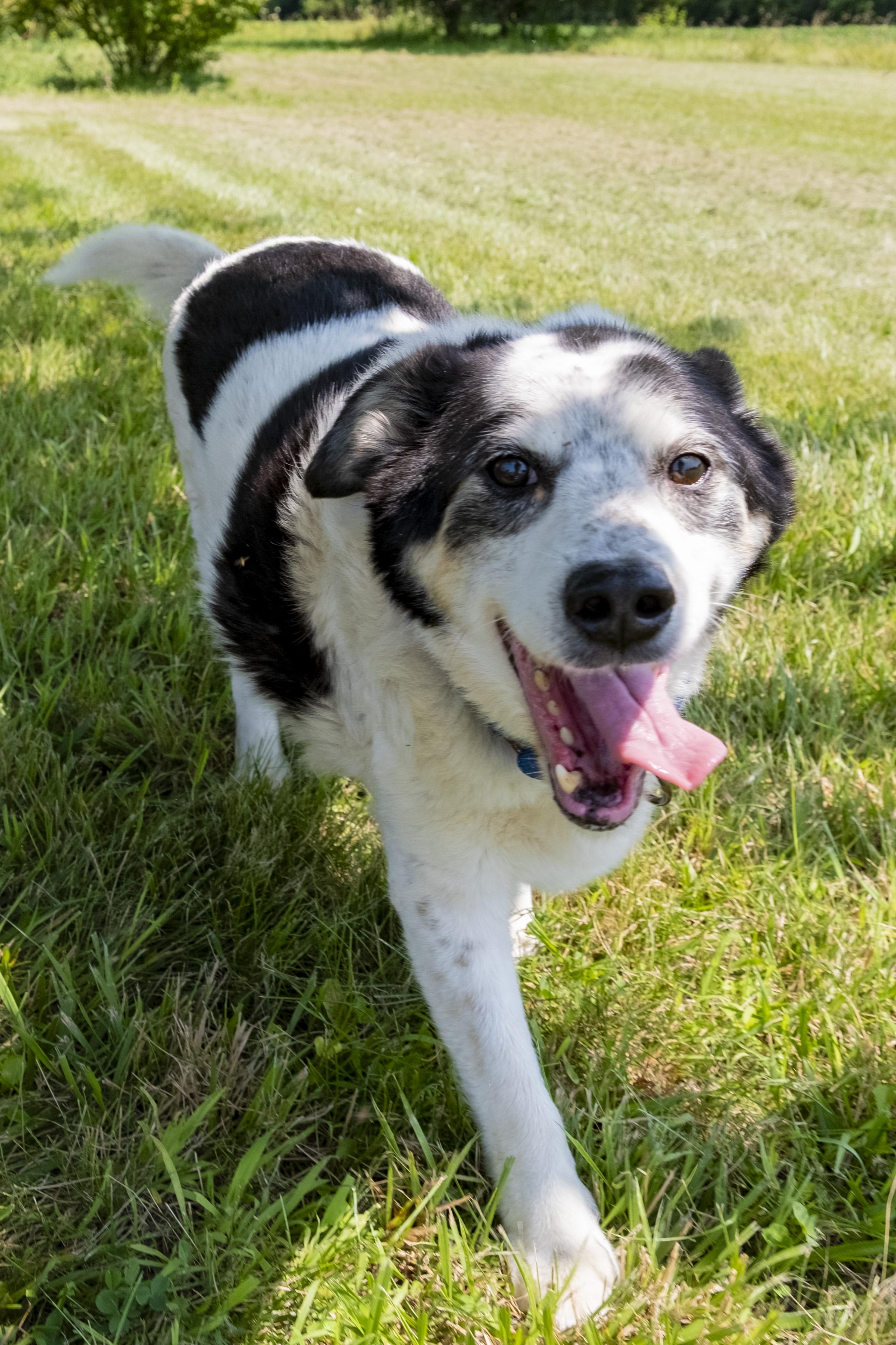 Domino, a ADOPTABLE mixed breed in Muncie, IN image 2/4