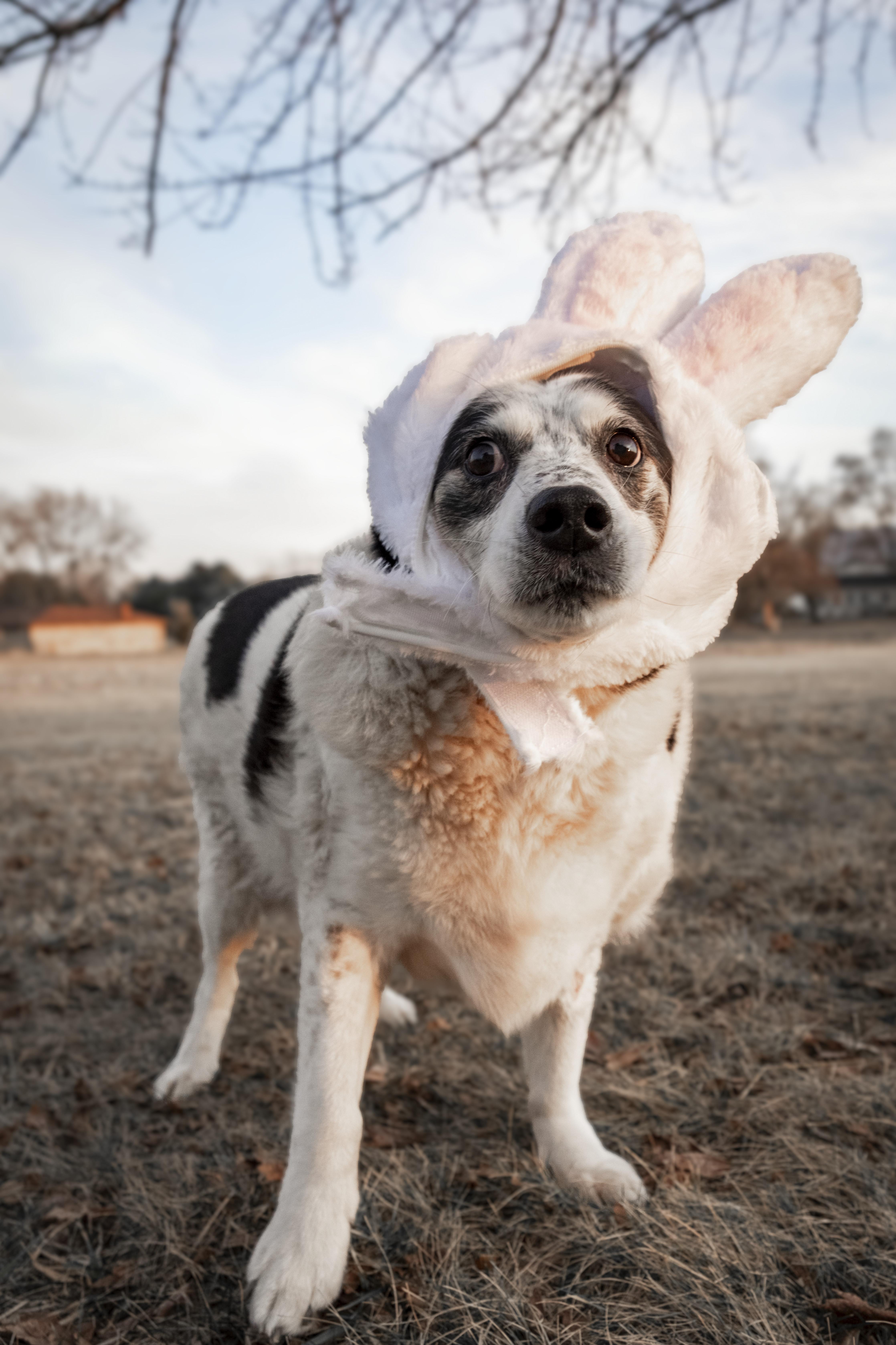Enlarge Domino, a ADOPTABLE mixed breed in Muncie, IN image 3/3