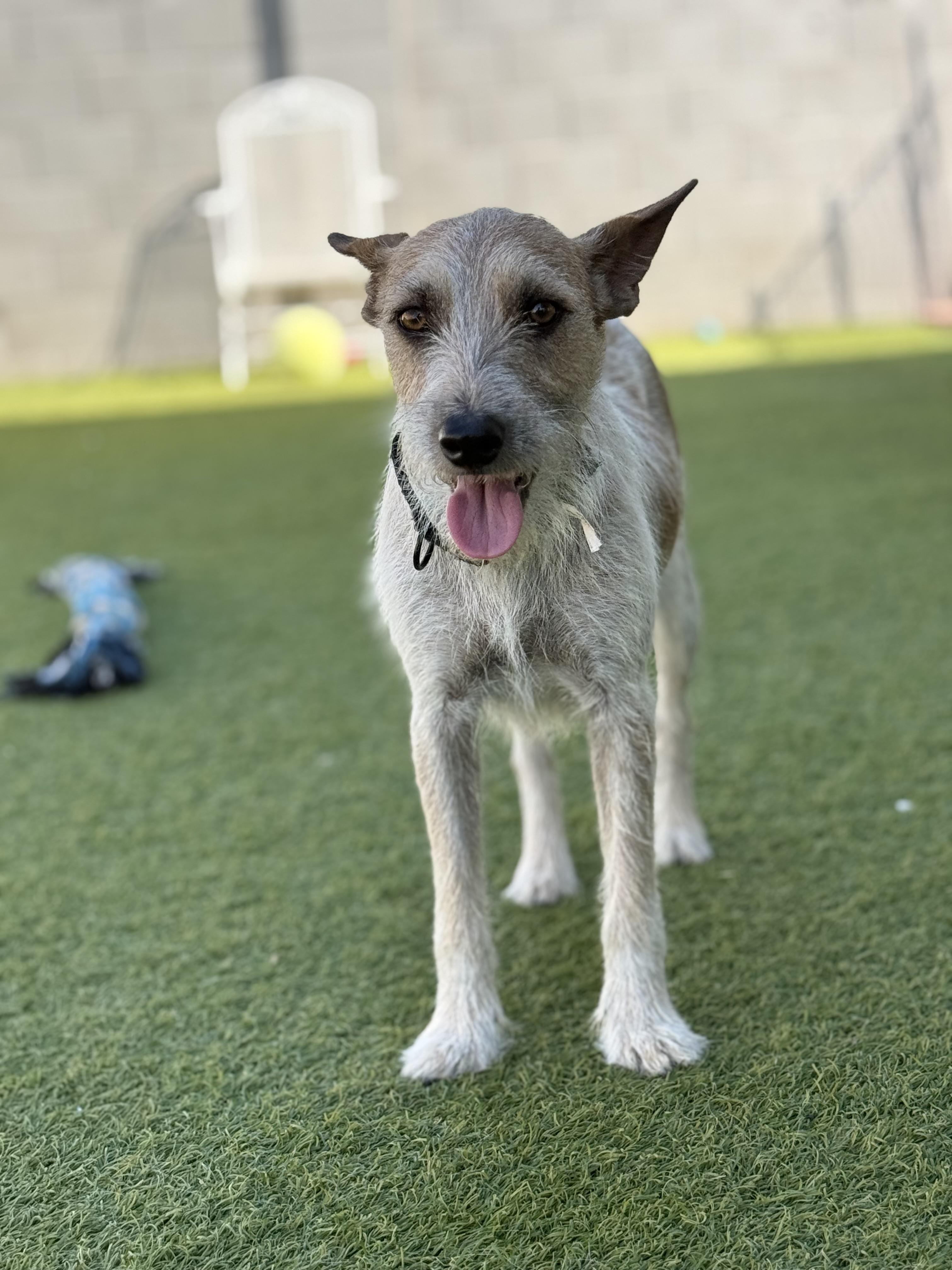 Ricky Bobby, Adoptable, Young Female Terrier.