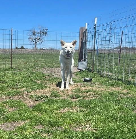 Enlarge Sushi, a Adoptable mixed breed in Kemp, TX image 1/6