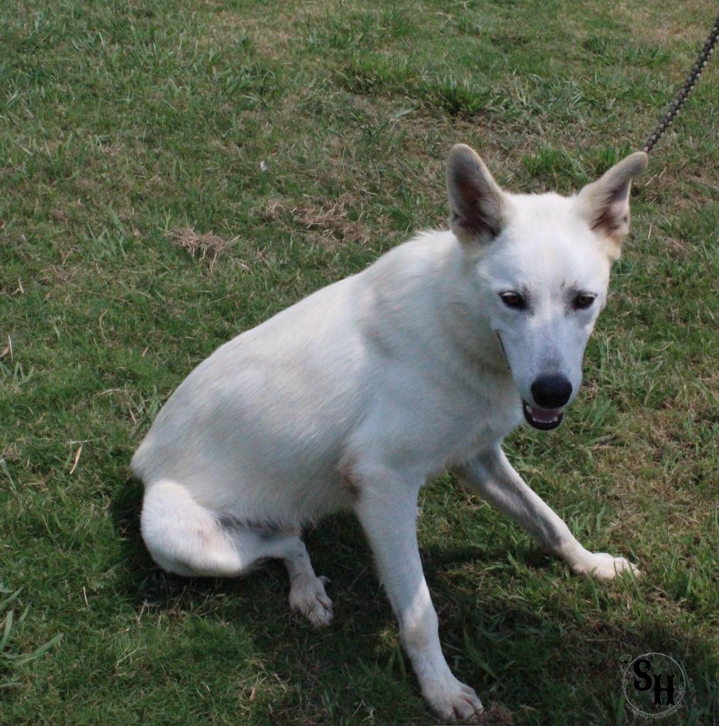 Enlarge Sushi, a Adoptable mixed breed in Kemp, TX image 2/6