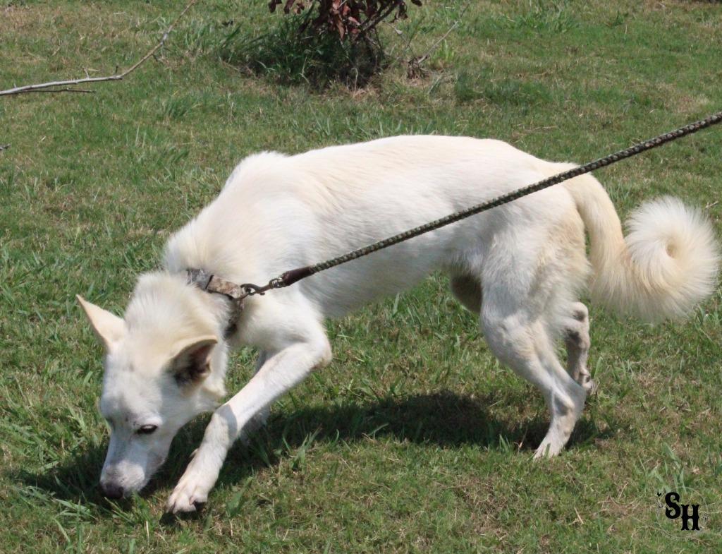 Enlarge Sushi, a Adoptable mixed breed in Kemp, TX image 3/6