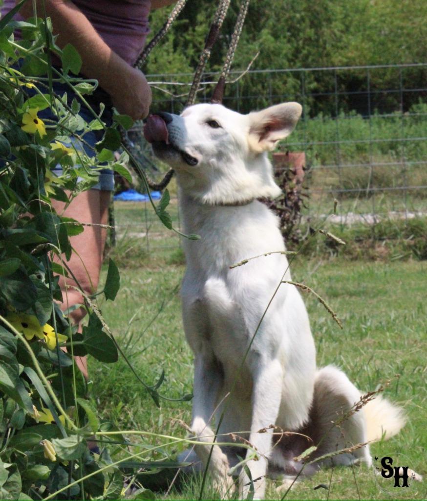 Enlarge Sushi, a Adoptable mixed breed in Kemp, TX image 4/6