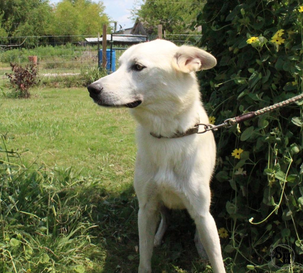 Enlarge Sushi, a Adoptable mixed breed in Kemp, TX image 5/6