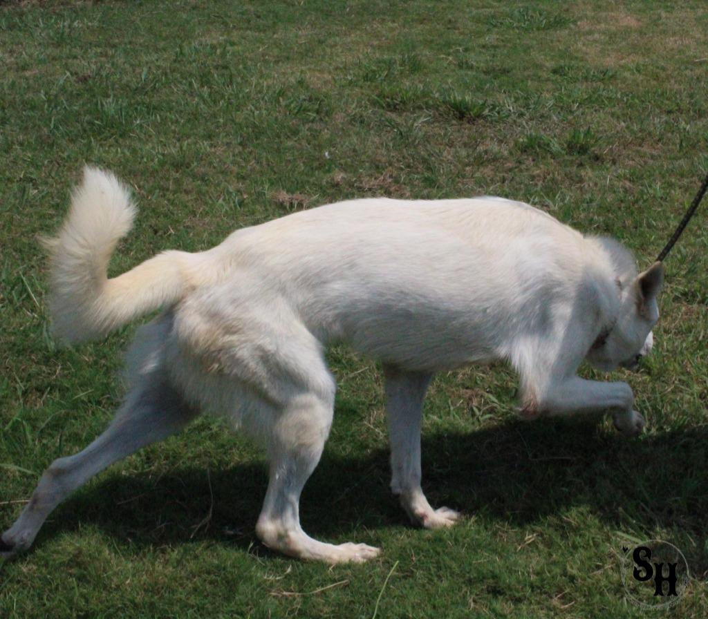 Enlarge Sushi, a Adoptable mixed breed in Kemp, TX image 6/6