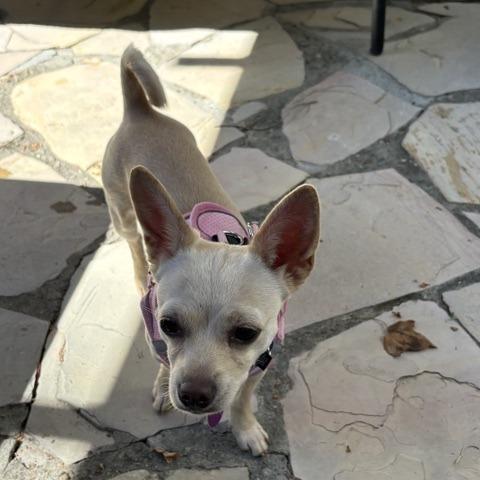 Peanut, Adoptable, Young Female Chihuahua.