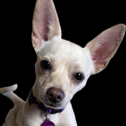 Peanut, Adoptable, Young Female Chihuahua.