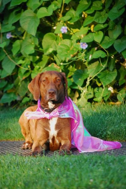 Charlie, a Adoptable mixed breed in Lewiston, ID image 3/6