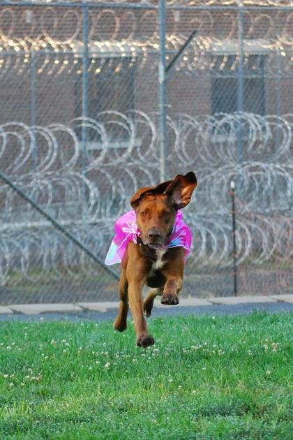 Charlie, a Adoptable mixed breed in Lewiston, ID image 4/6