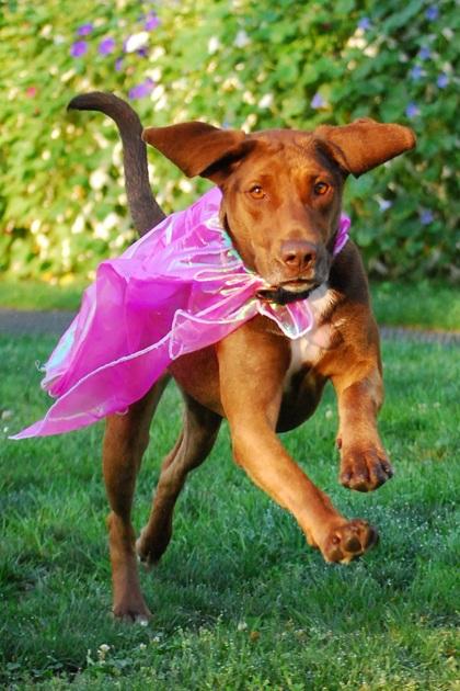 Charlie, Adoptable, Adult Female Hound.