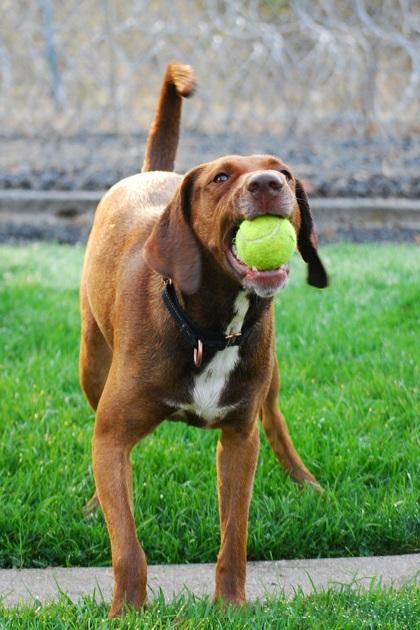 Charlie, a Adoptable mixed breed in Lewiston, ID image 5/6